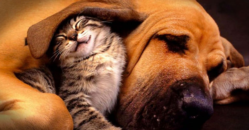 10 unusual animal friendships