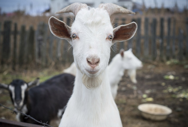 goat quotes inspirational sayings brighten your day