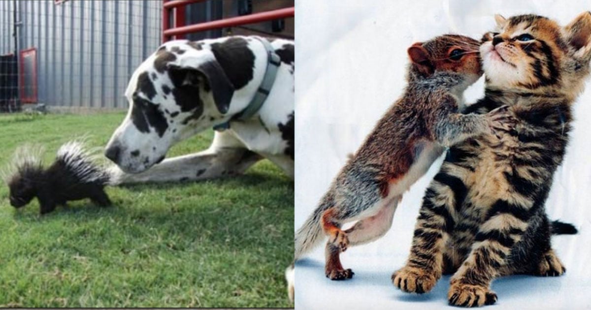 Unlikely Animal Pairs Caught On Camera Bring Big Smiles