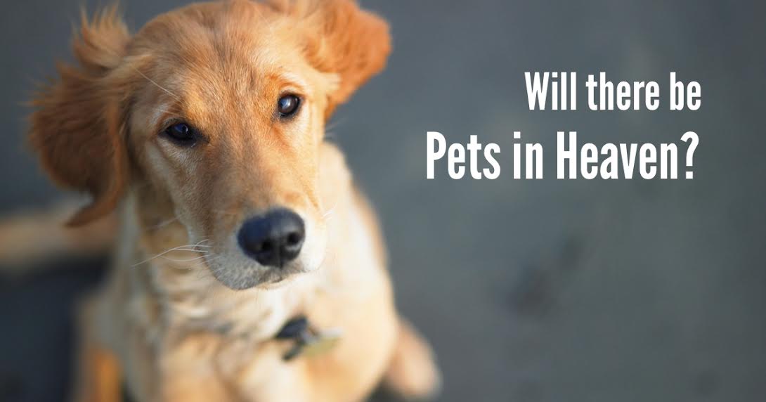 will-our-pets-get-to-reunite-with-us-in-heaven