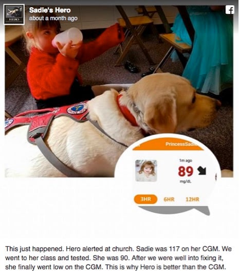 godupdates diabetic alert dog hero saves little girl sadie 2