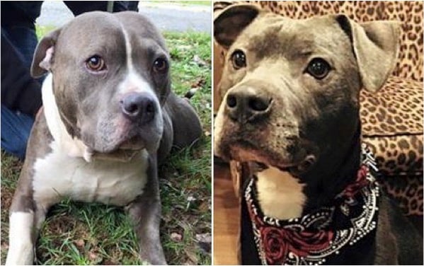 Abandoned Pit Bulls Left In House After Owners Are Evicted