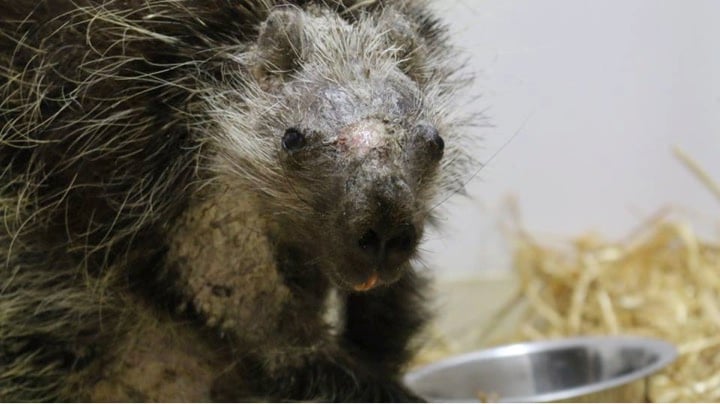 KYW Medical Report: Using porcupine quills to patch up wounds