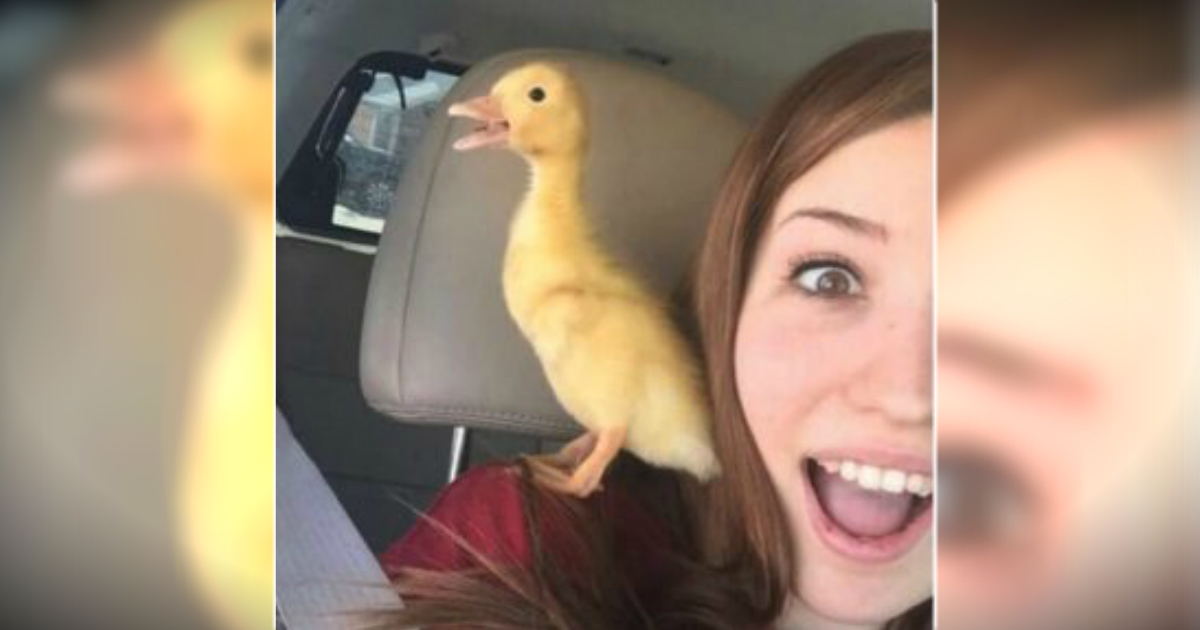 12 Animal Photobombs To Brighten Your Day And Get You Grinning