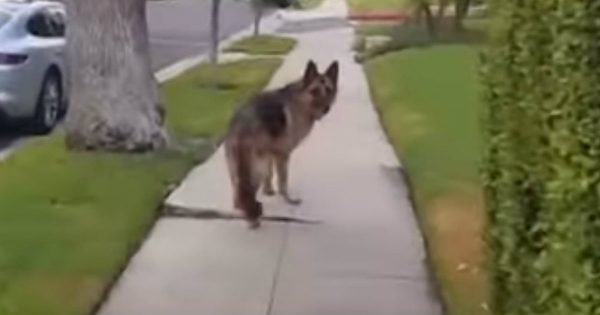 Loyal Dog Plays Hide And Seek With His Owner On A Walk