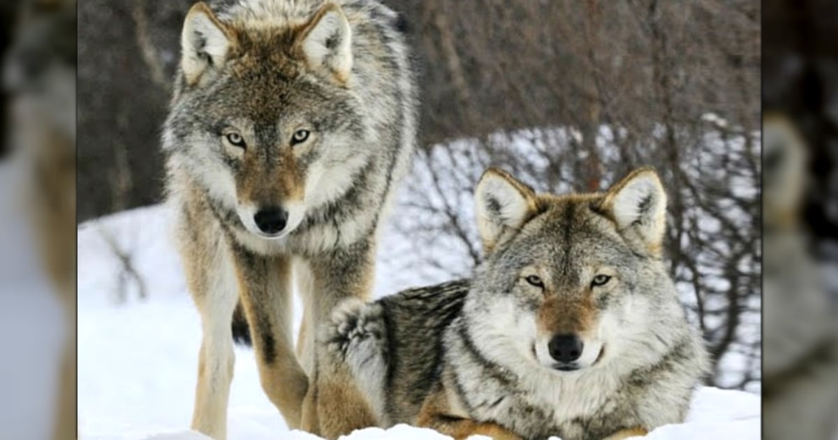 Wolves Returned To Yellowstone National Park And It s A Powerful Lesson