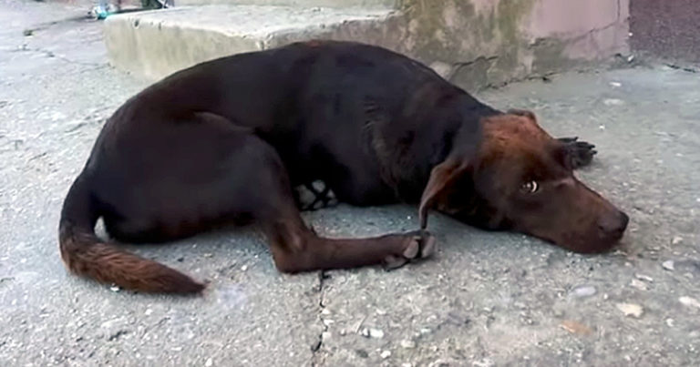 Dog Waits By Roadside In Same Spot | Howl Of A Dog Remy Rescue Story