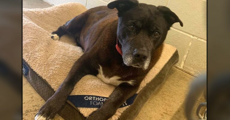 Pit Bull In Animal Shelter Waits 10+ Years For The Home She Deserves