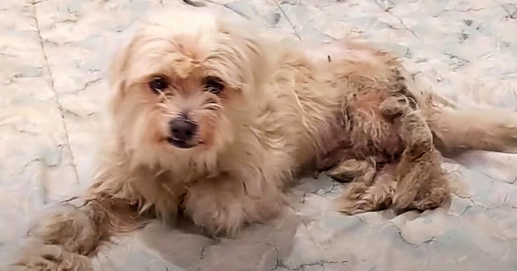 Matted Dog Before and After: Pup Does Happy Dance After Grooming