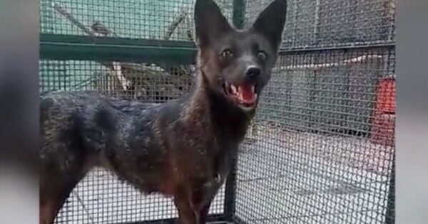 New Hybrid Animal Found in Brazil Blends Dog with Fox