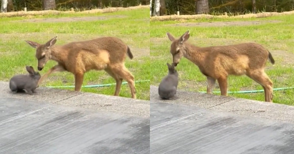deer playing with bunny
