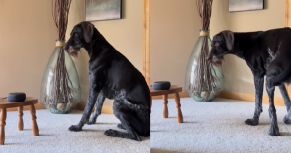 Hilarious Dog Follows Song’s Lyrics in the Funniest Way Possible