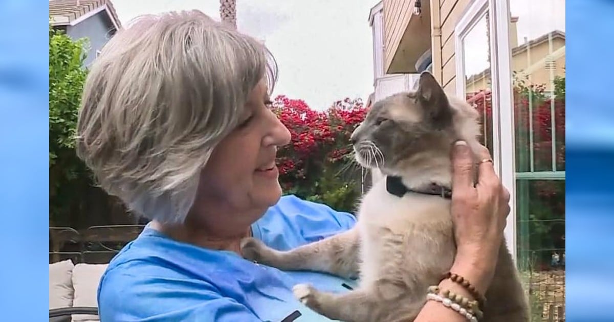 cat lost in yellowstone