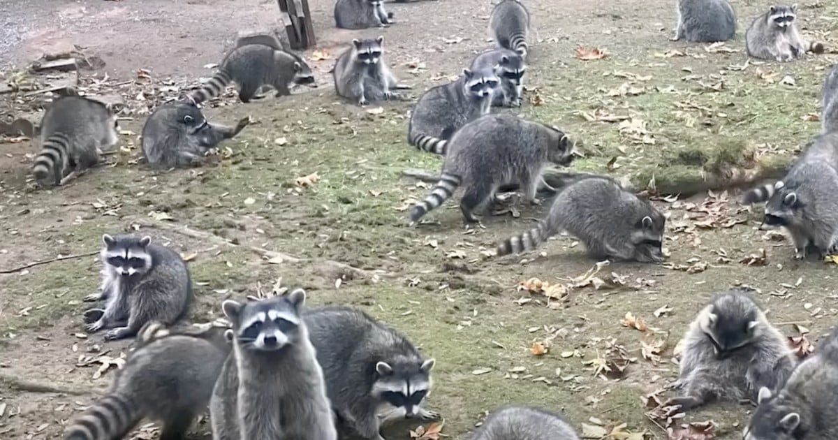 raccoons surround woman's house