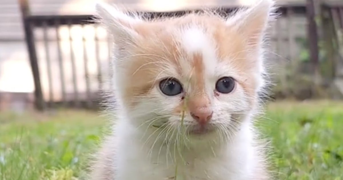 cat rescued from the side of the road